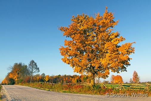 Autumn Tree_29833.jpg - Photographed near Smiths Falls, Ontario, Canada.